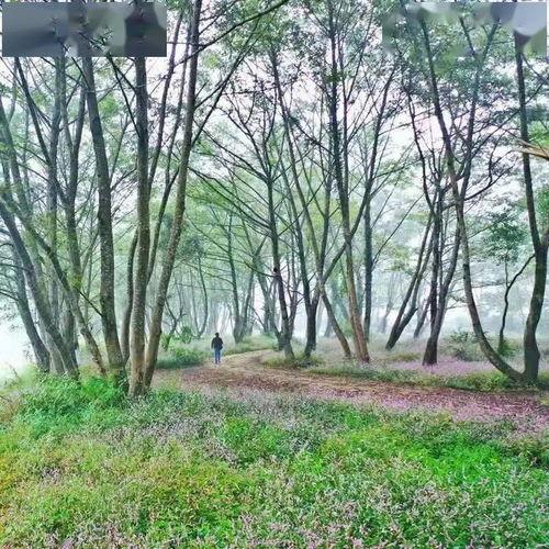 彭山区湿地公园网红打卡,网红打卡地，自然美景尽收眼底