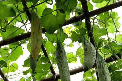 老鼠瓜如何晒干吃,传统晒干吃法重现