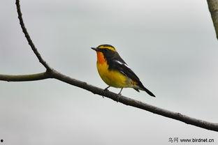 头条拍摄的小鸟在哪里,头条镜头下的神秘小鸟