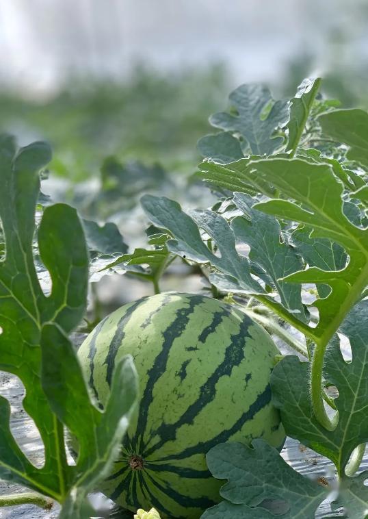 1号吃瓜选手,揭秘娱乐圈幕后风云