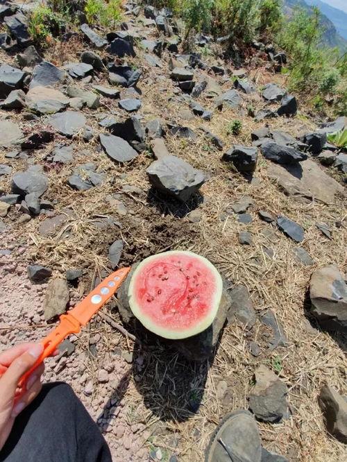 山上穆瓜可以吃吗,探寻可食用植物的奥秘