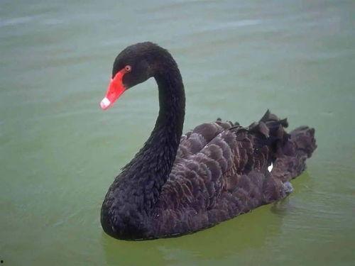 黑天鹅属性爆料最新,不可预测的颠覆性影响解析