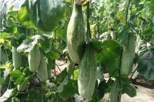 吃西湖瓜的网红有哪些人,网红们的瓜田人生