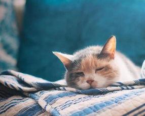 娱乐吃瓜酱貓咪,揭秘娱乐圈那些不为人知的幕后故事