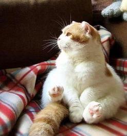 娱乐吃瓜酱70只猫猫,娱乐吃瓜酱带你领略猫咪世界